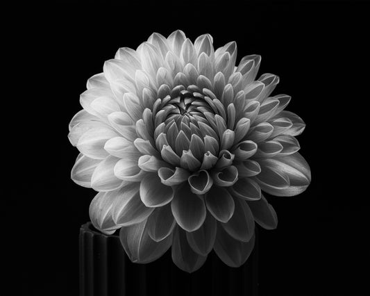 Dahlia No 2