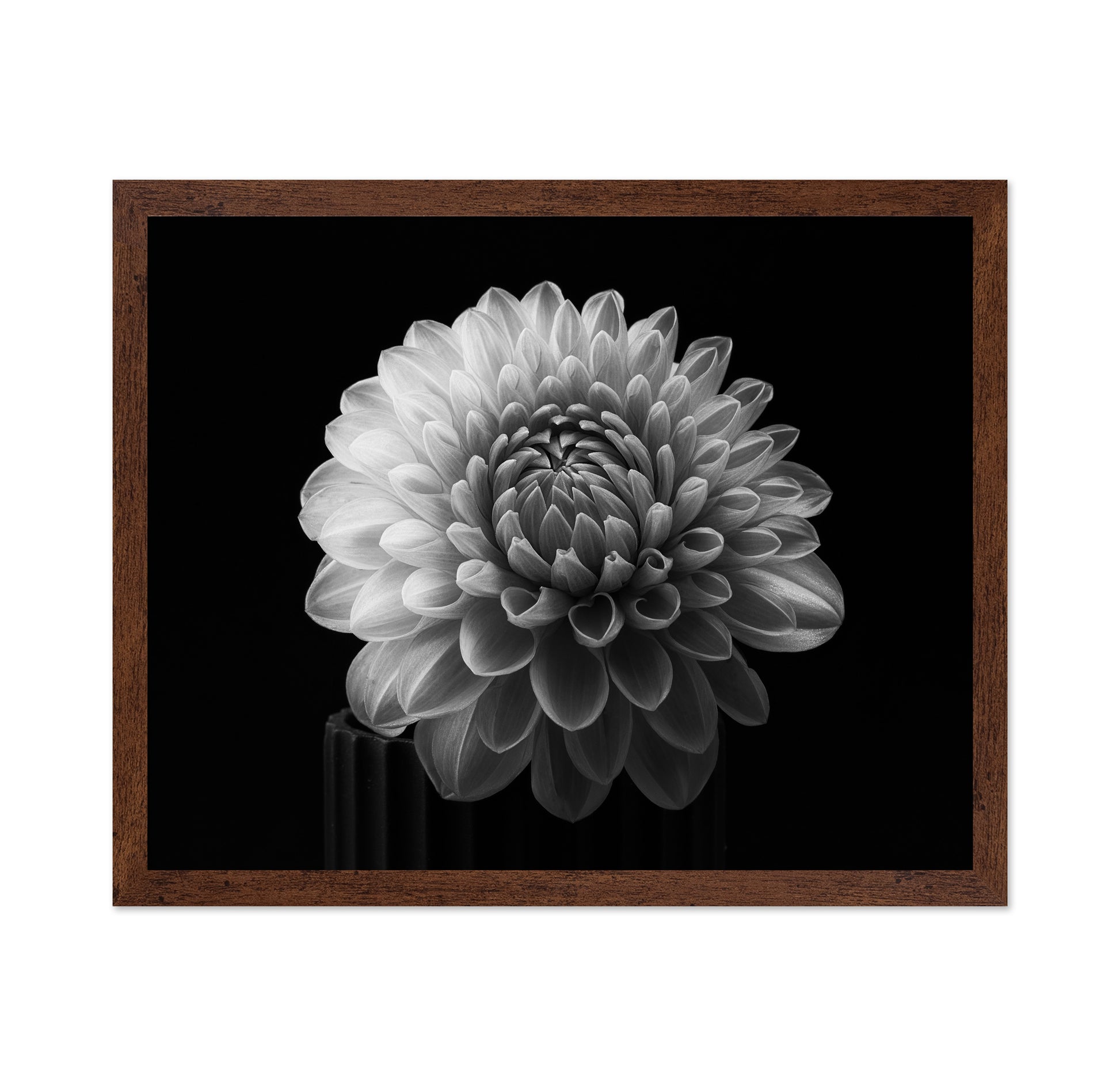 Dahlia No 2