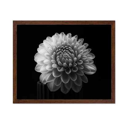 Dahlia No 2