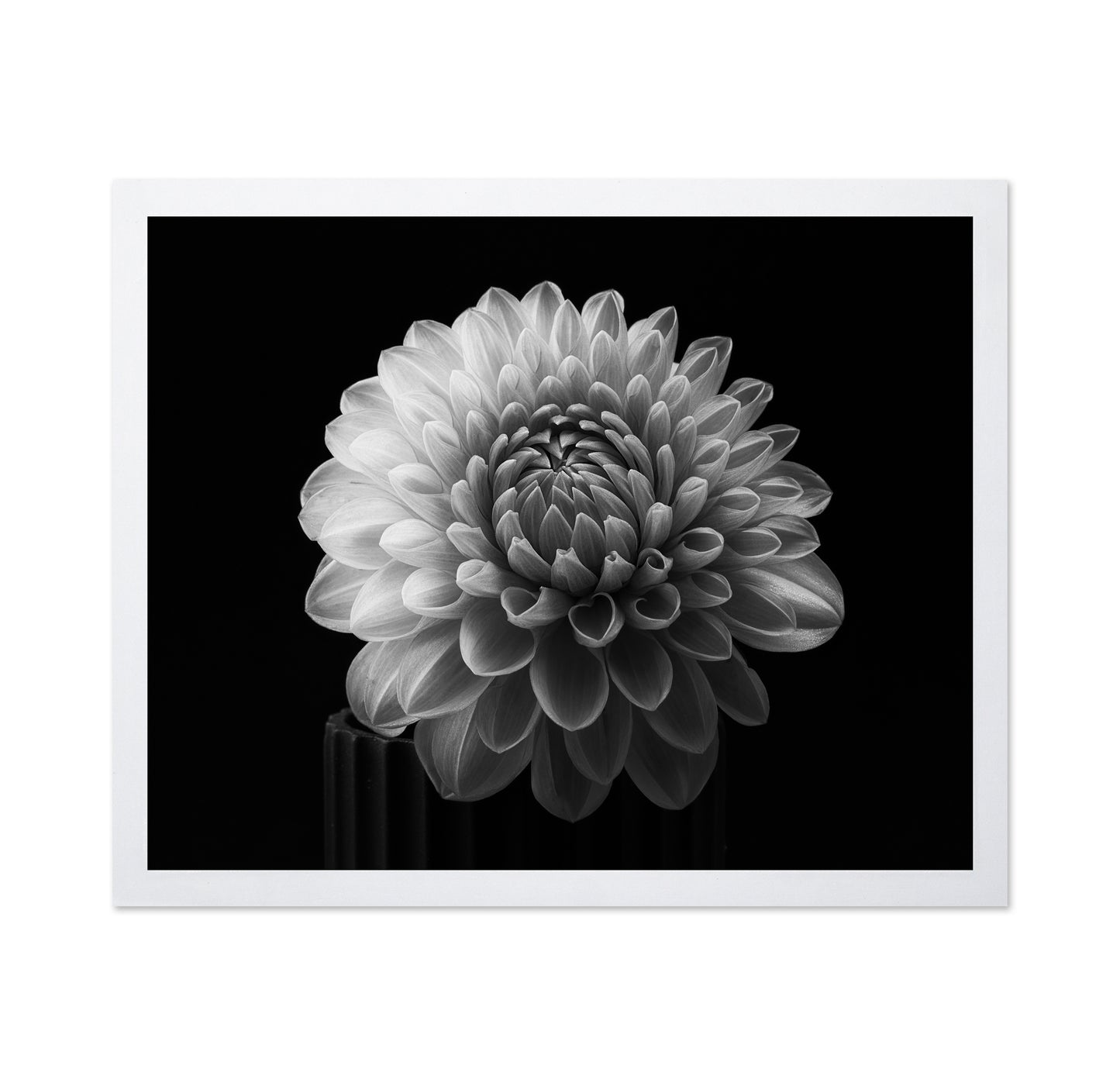 Dahlia No 2