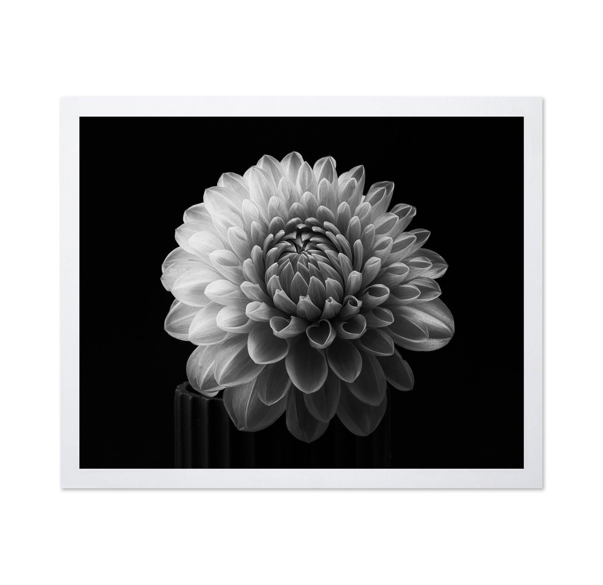 Dahlia No 2