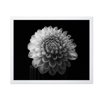 Dahlia No 2