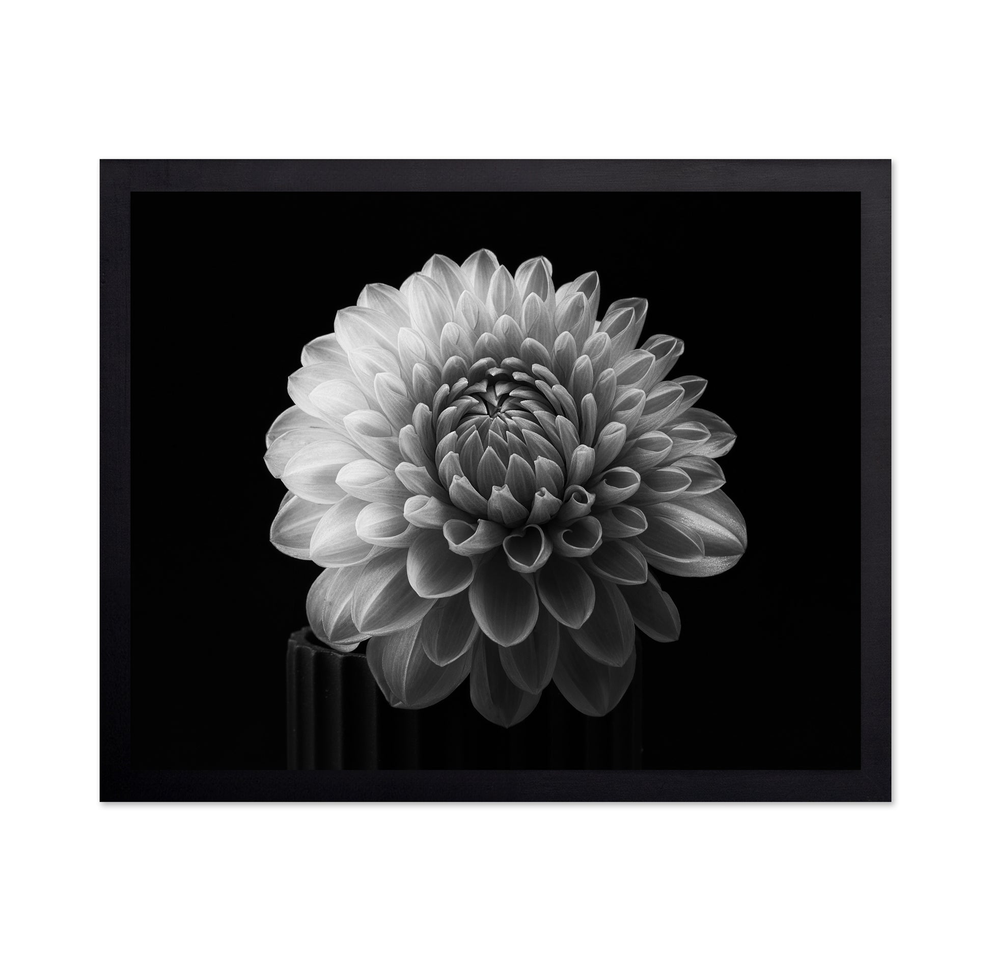 Dahlia No 2