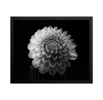 Dahlia No 2