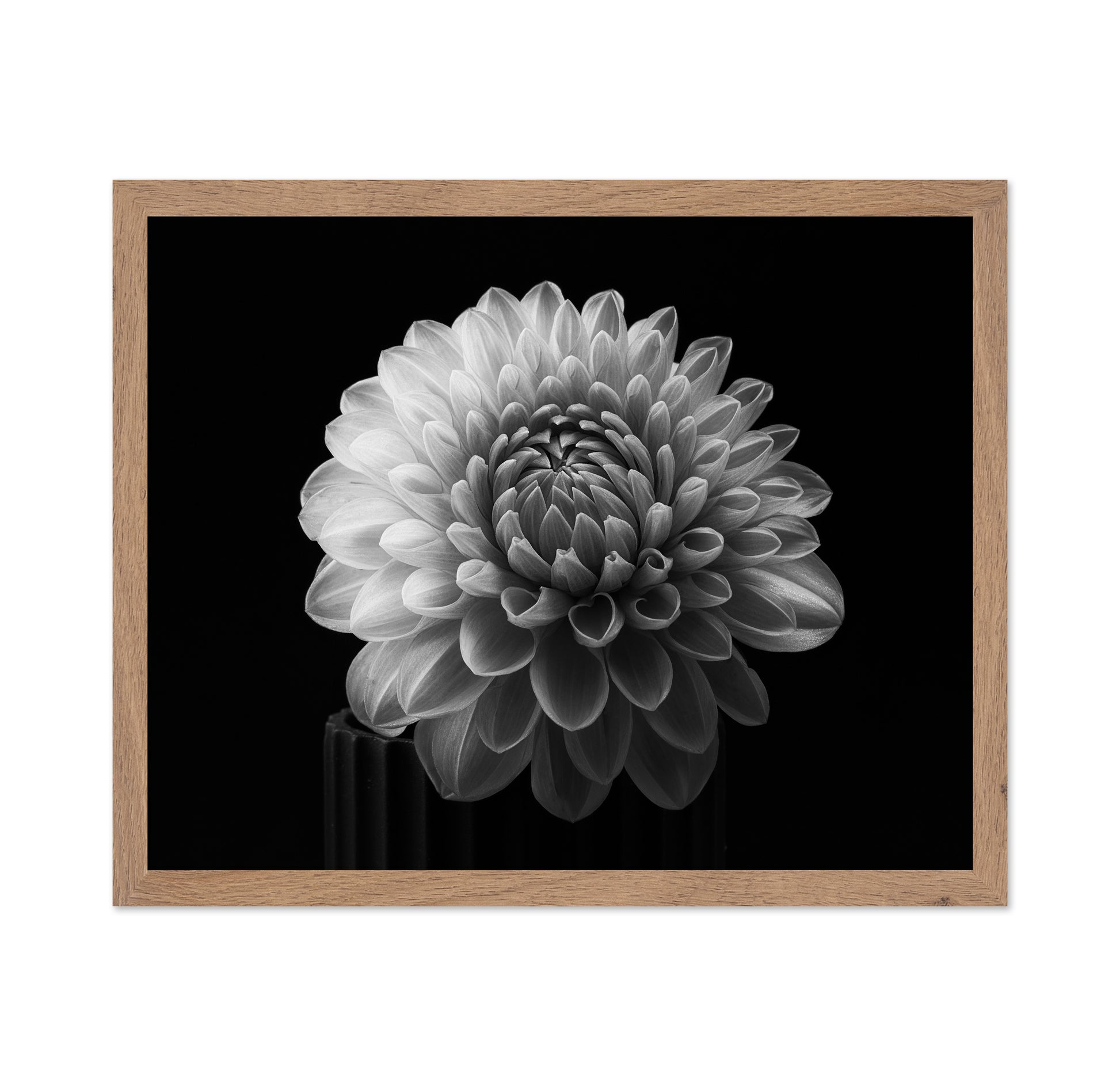 Dahlia No 2