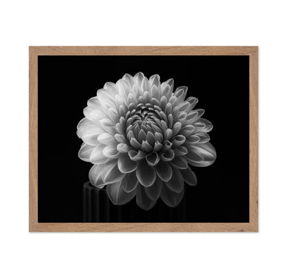Dahlia No 2