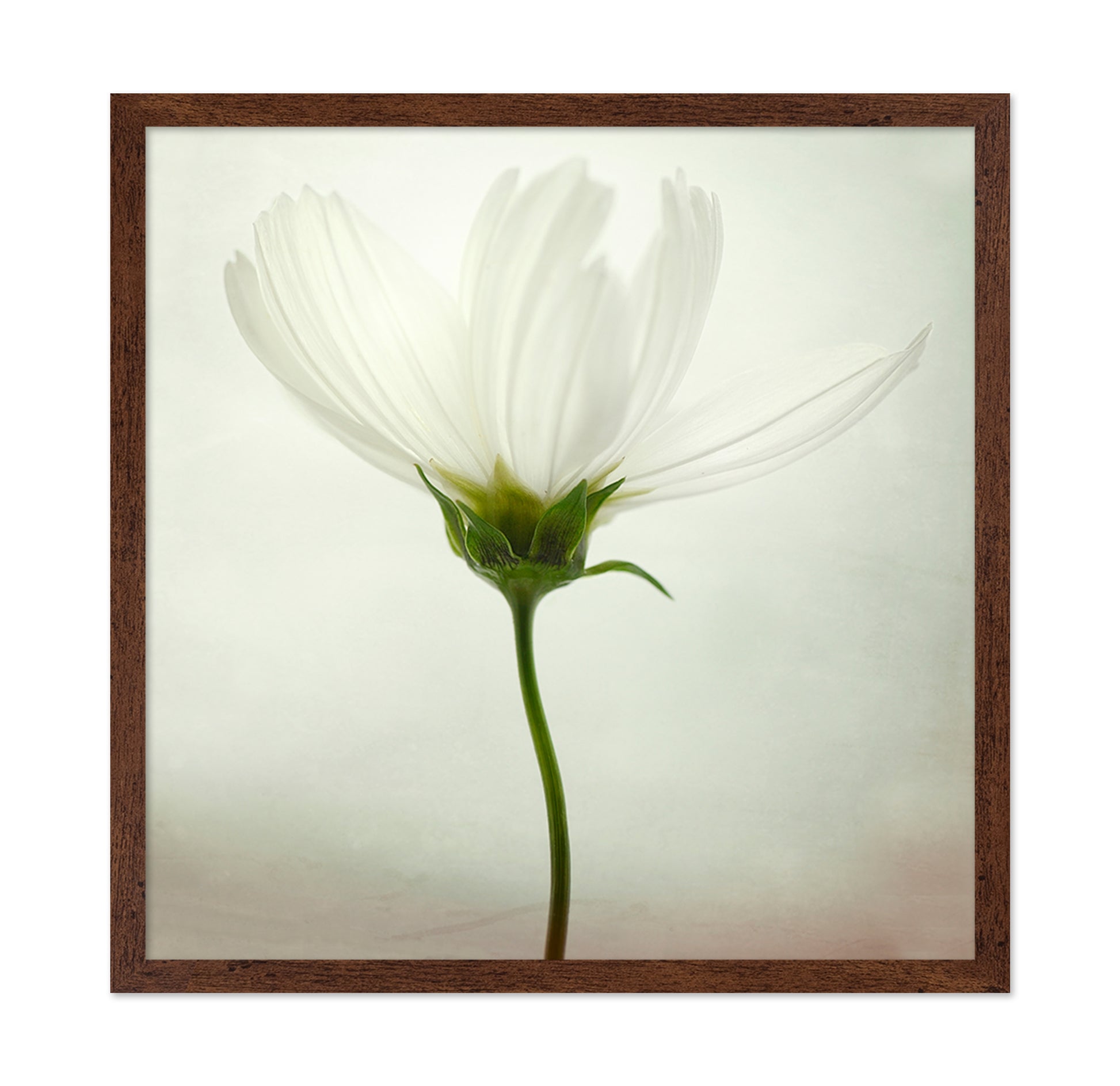 White Cosmos