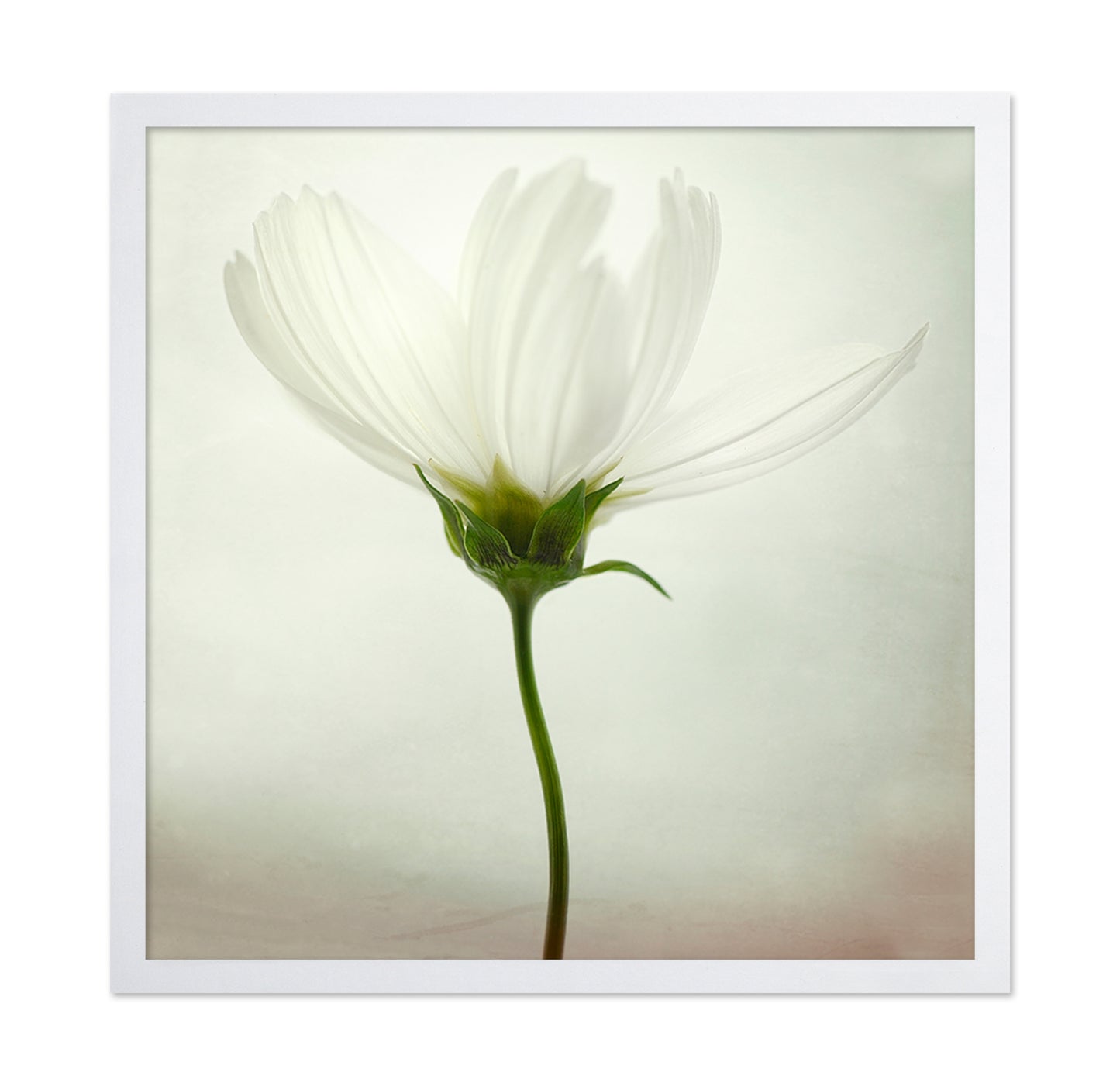 White Cosmos