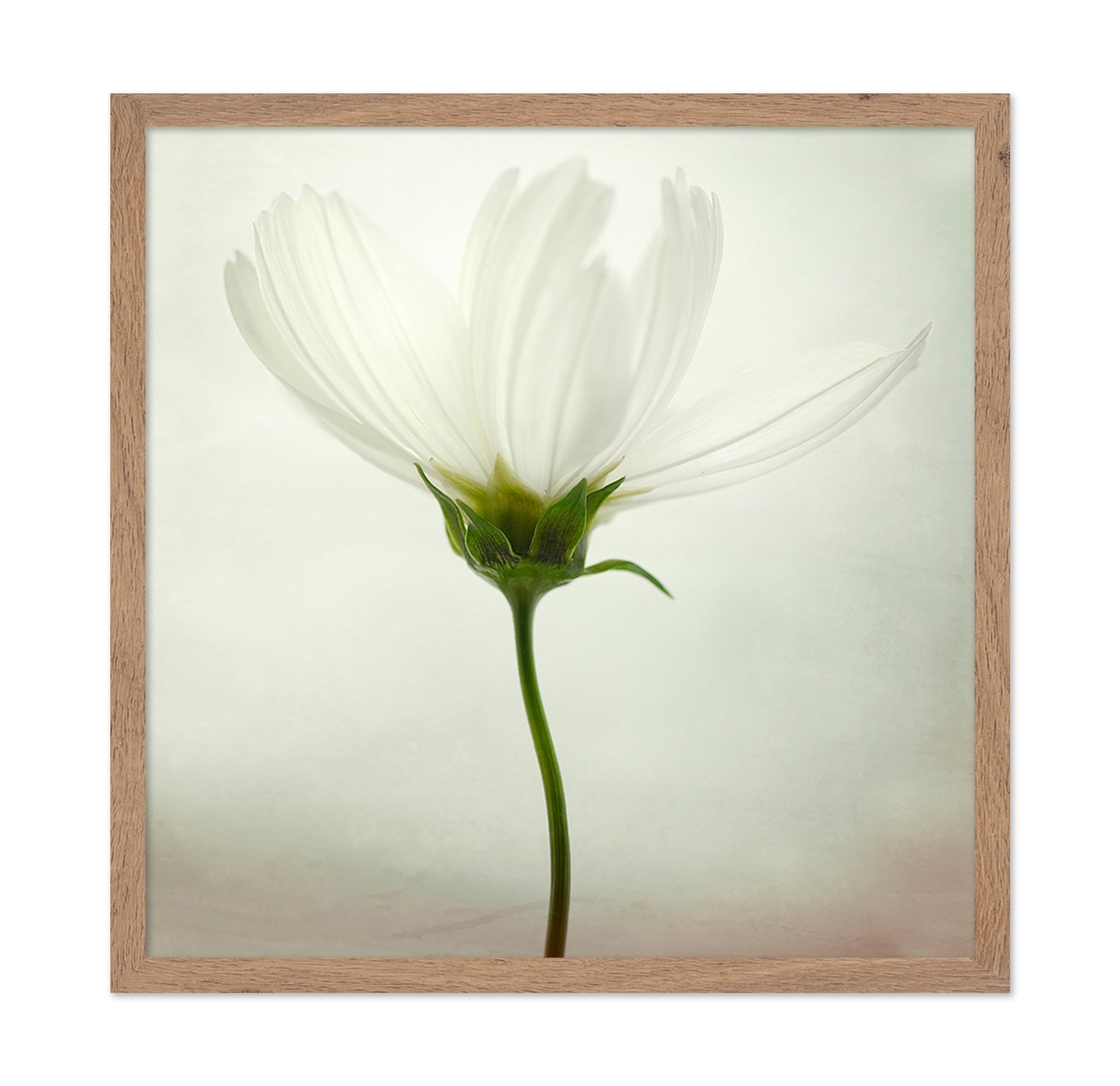 White Cosmos