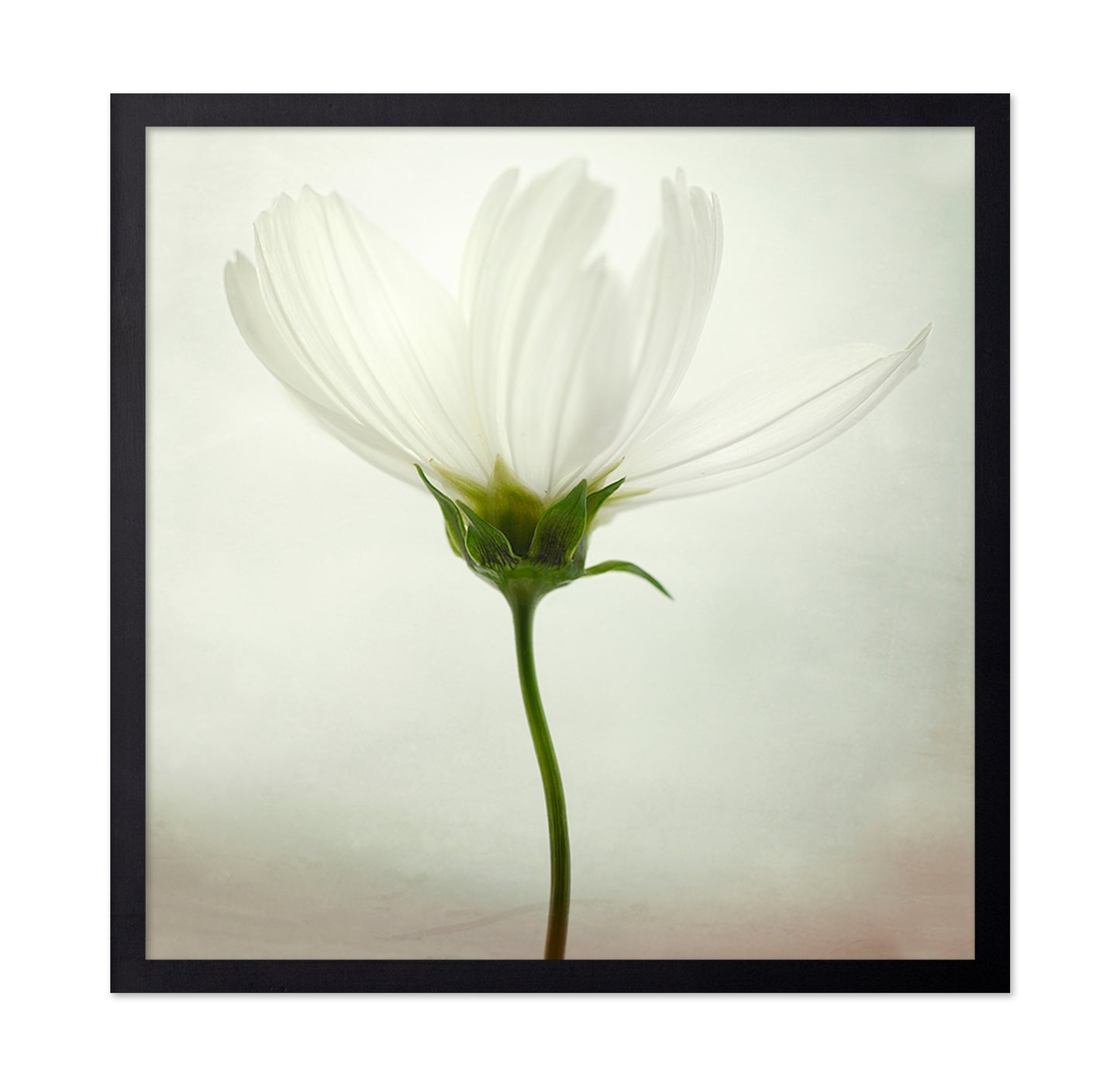 White Cosmos