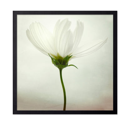 White Cosmos