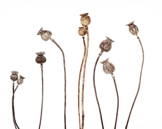 Poppies No 1