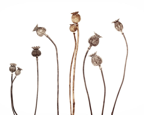 Poppies No 1
