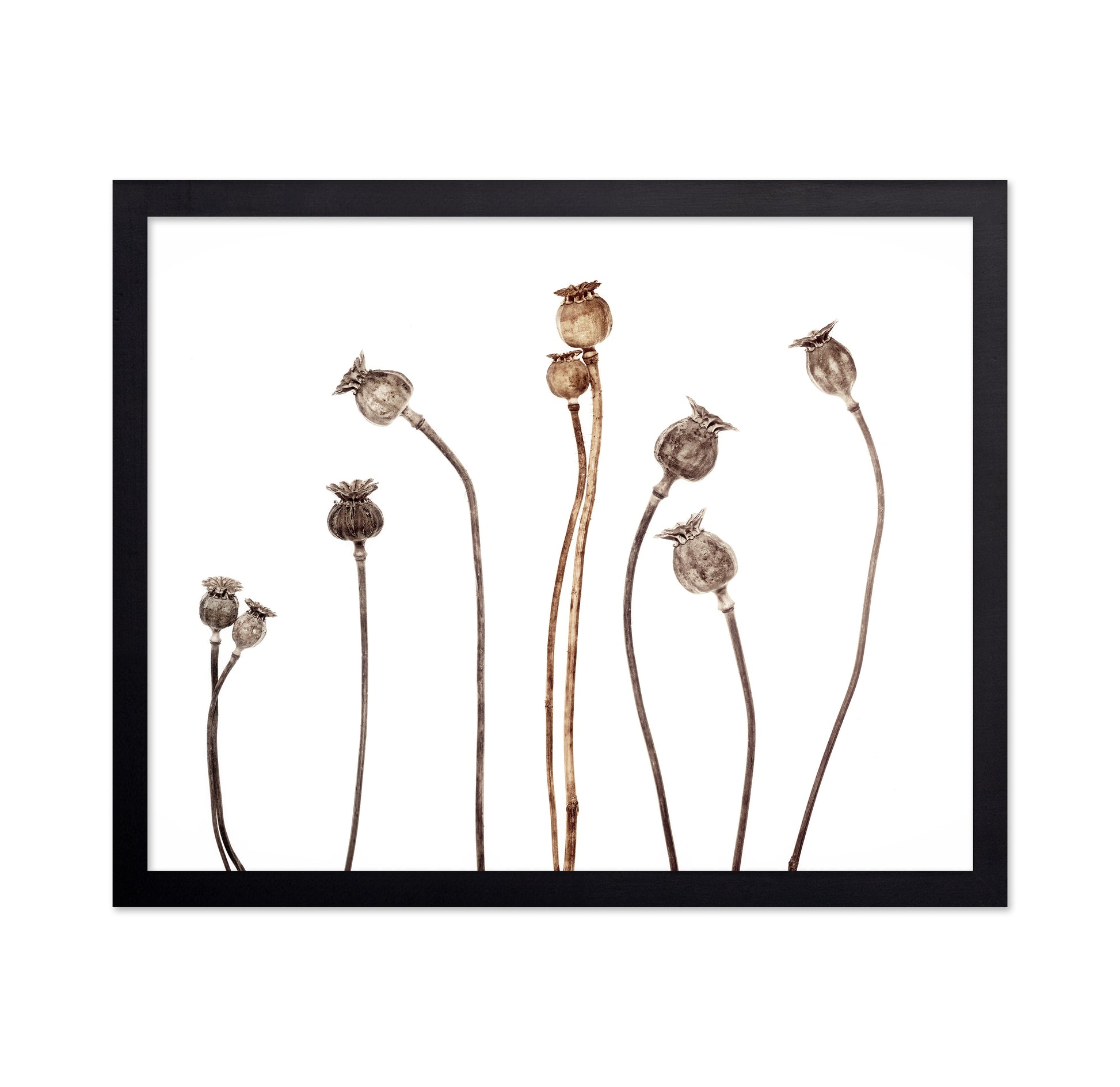 Poppies No 1