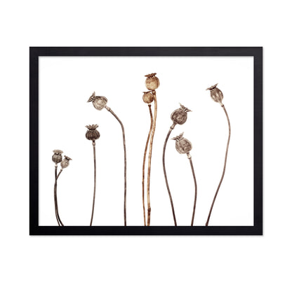 Poppies No 1