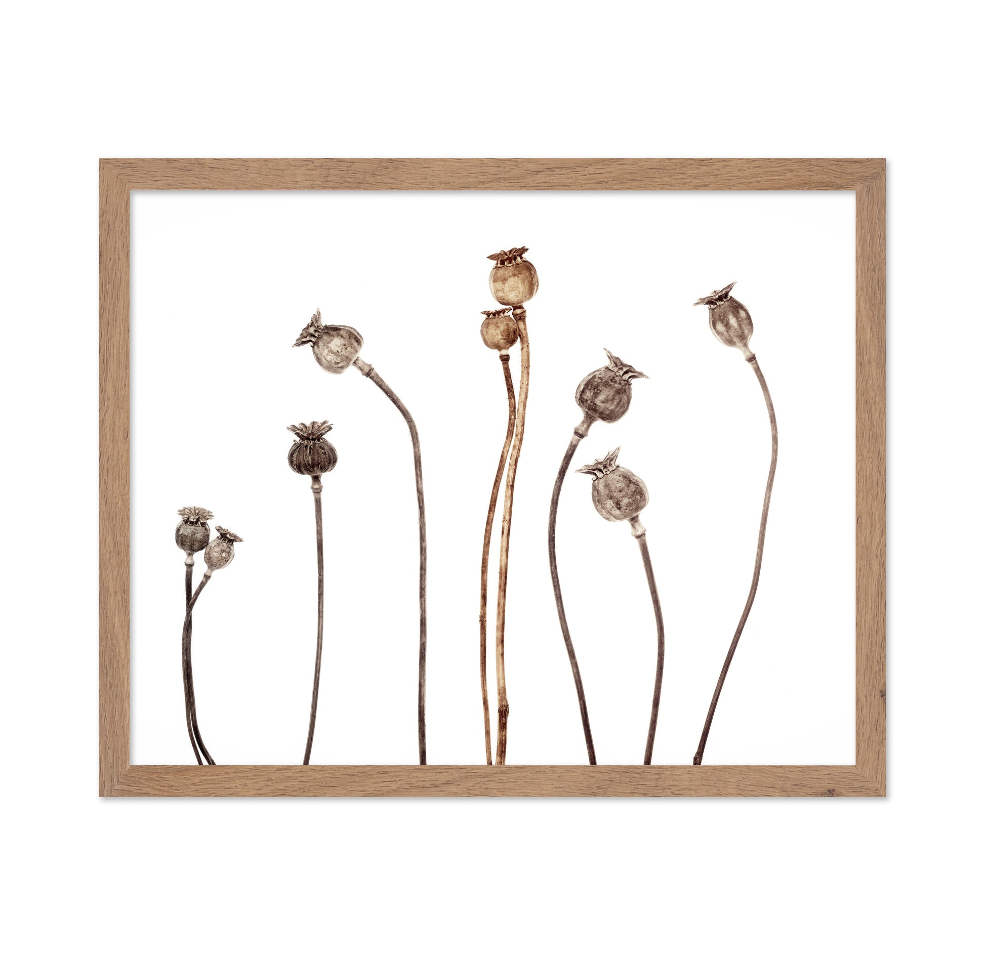 Poppies No 1