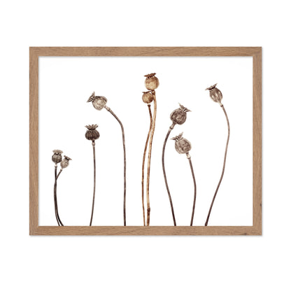 Poppies No 1