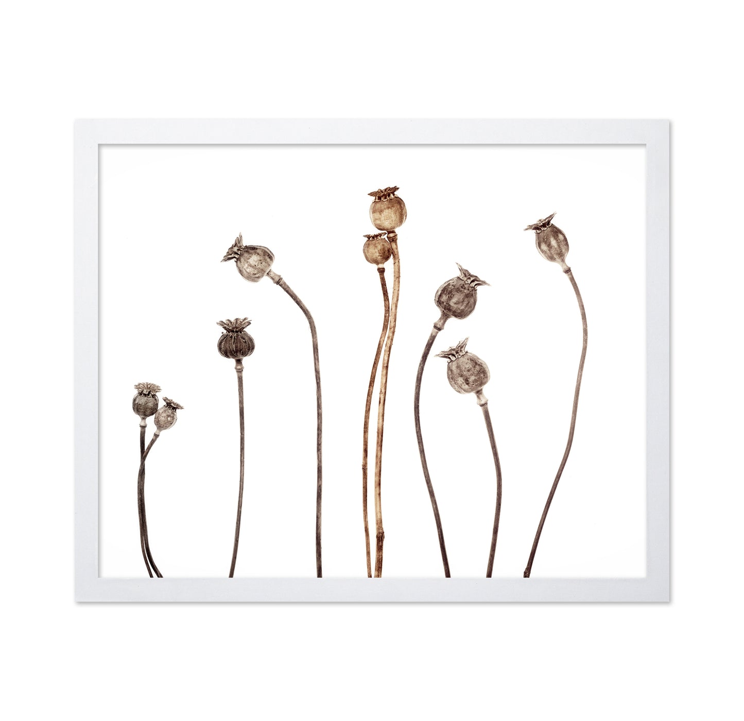 Poppies No 1