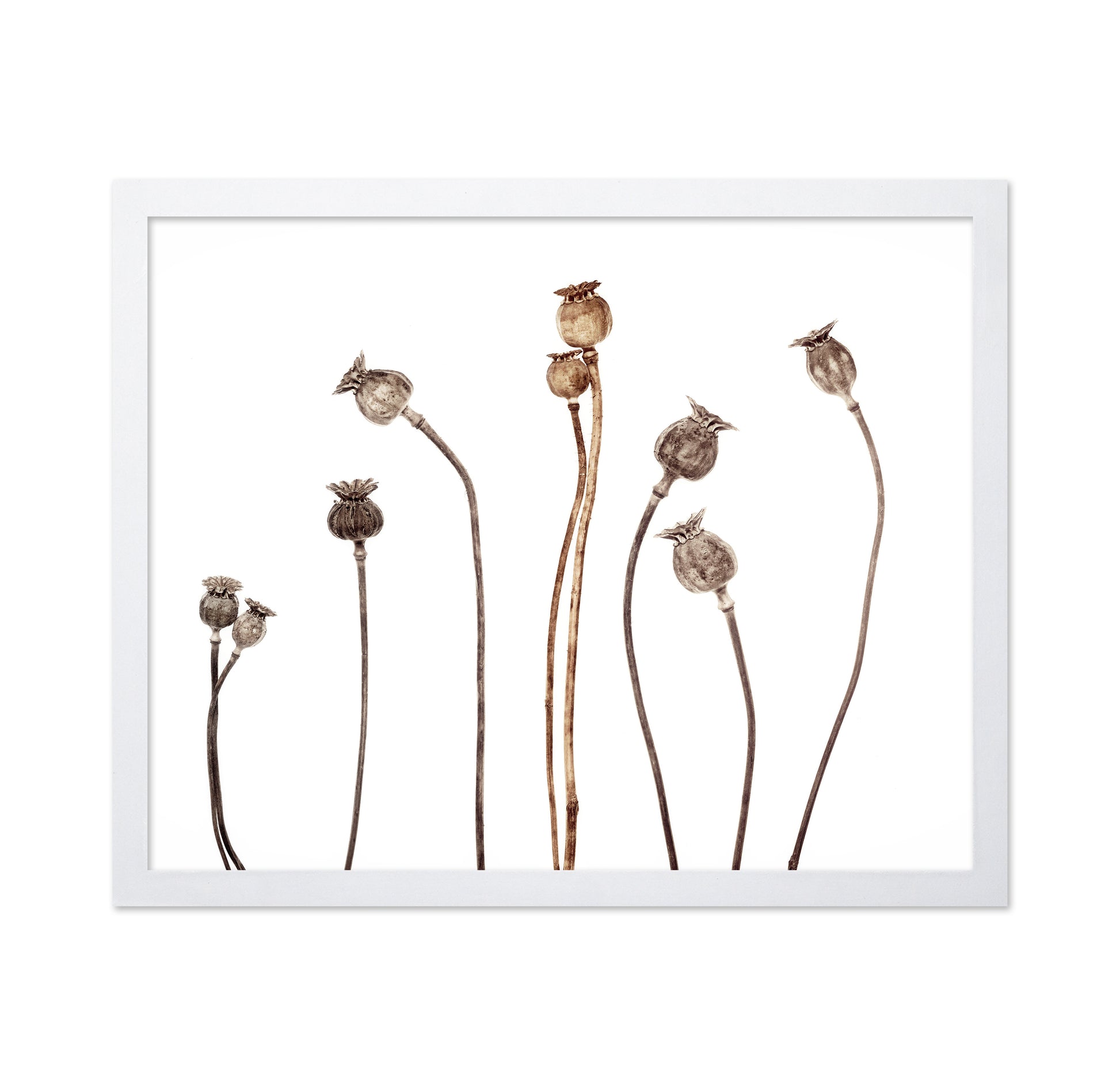 Poppies No 1