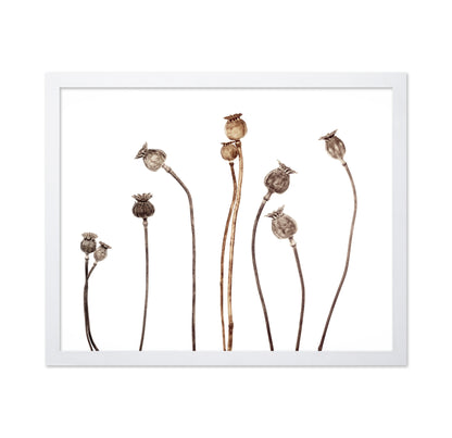 Poppies No 1