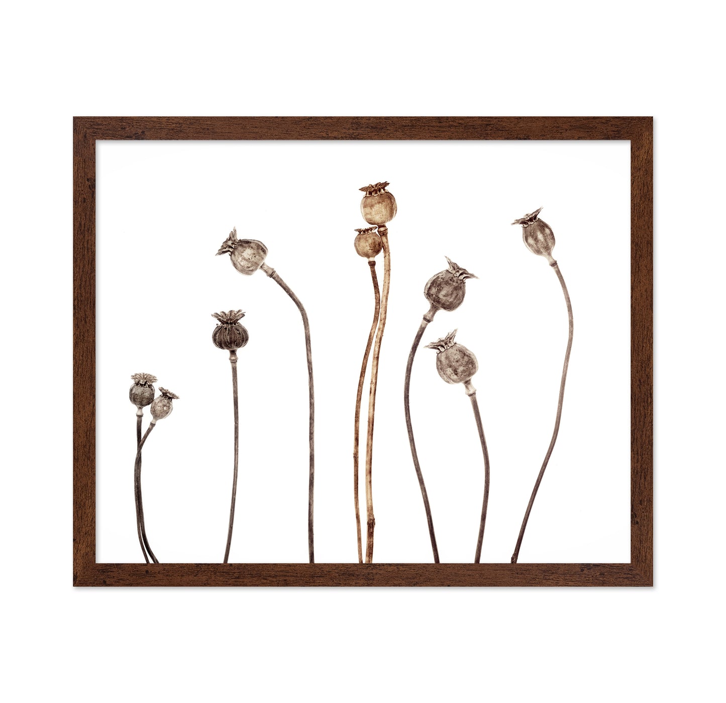 Poppies No 1