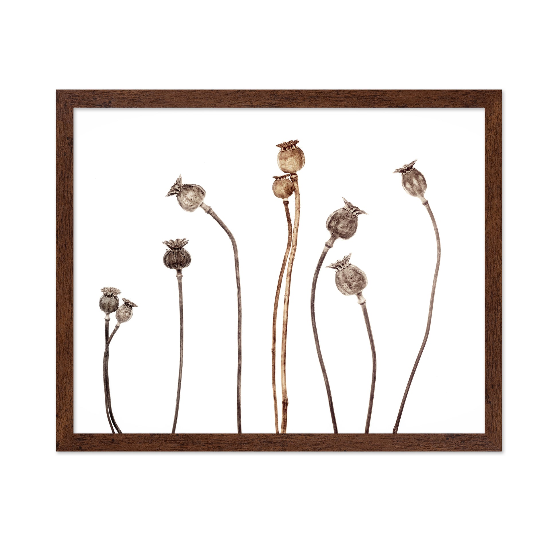 Poppies No 1