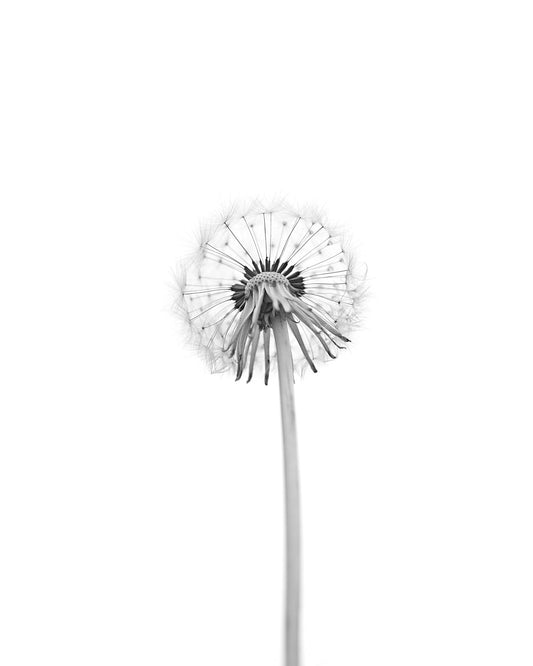 Dandelion
