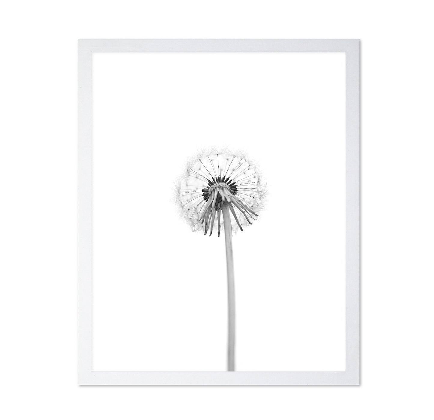 Dandelion