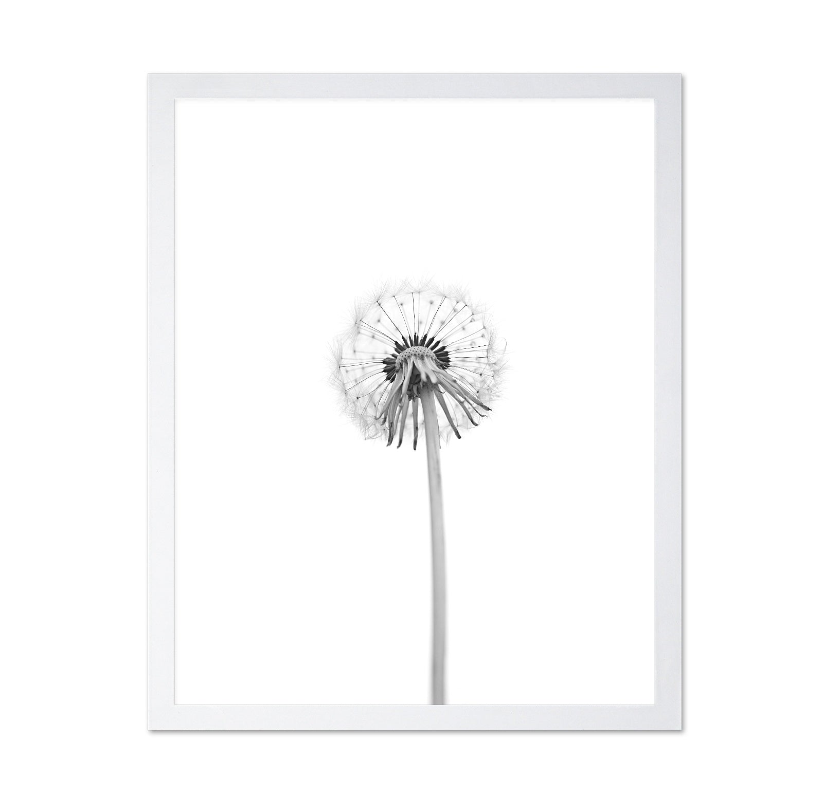 Dandelion