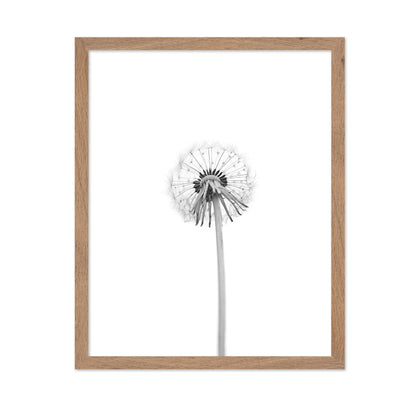 Dandelion