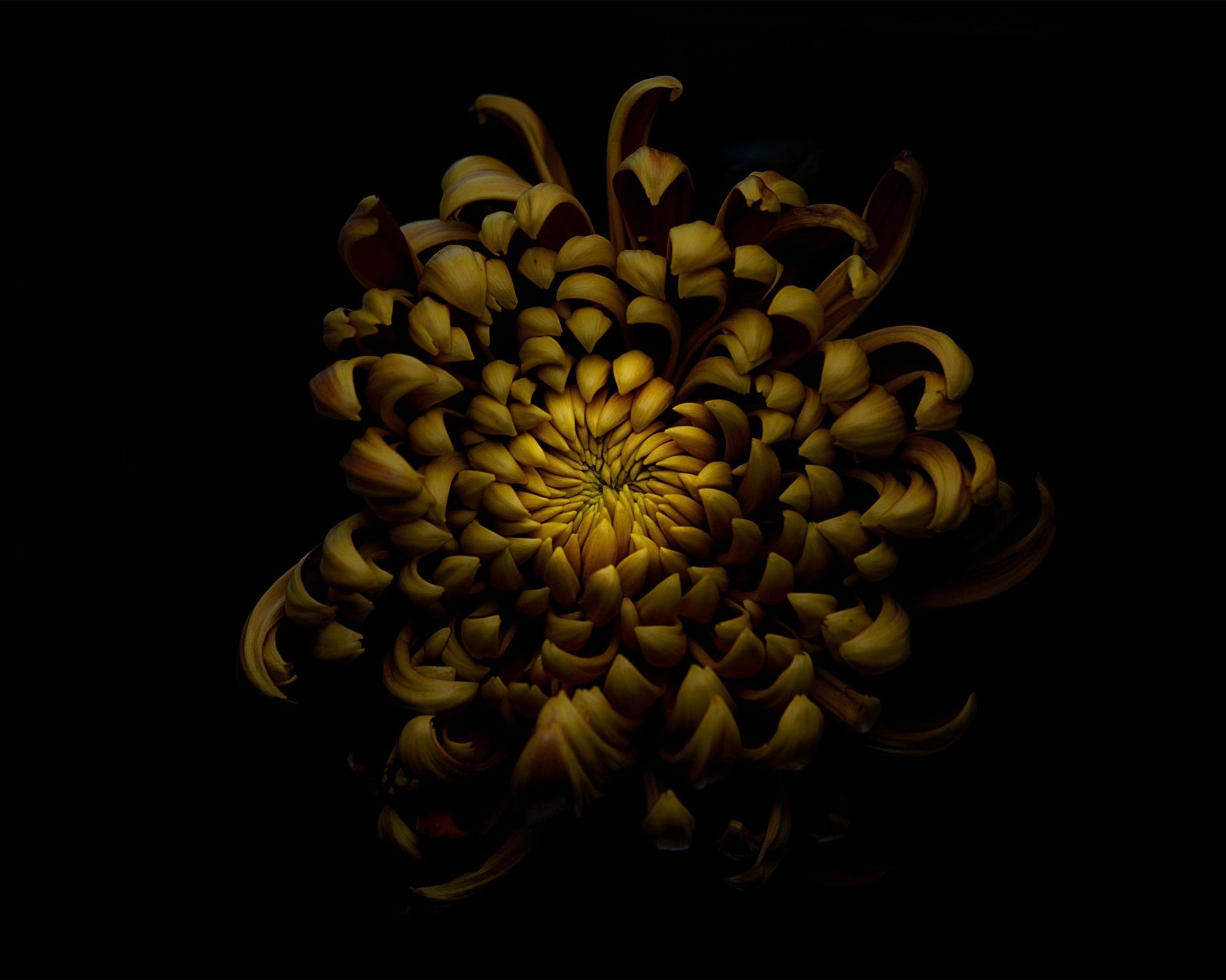 Chrysanthemum