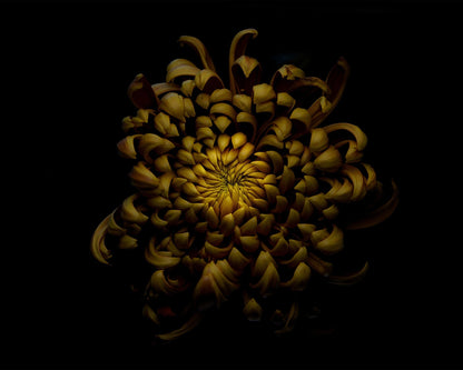 Chrysanthemum