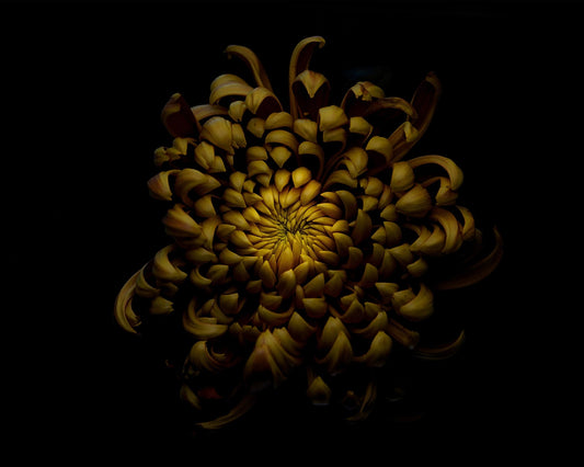 Chrysanthemum
