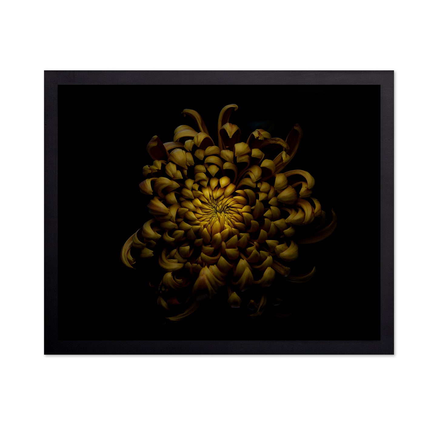Chrysanthemum