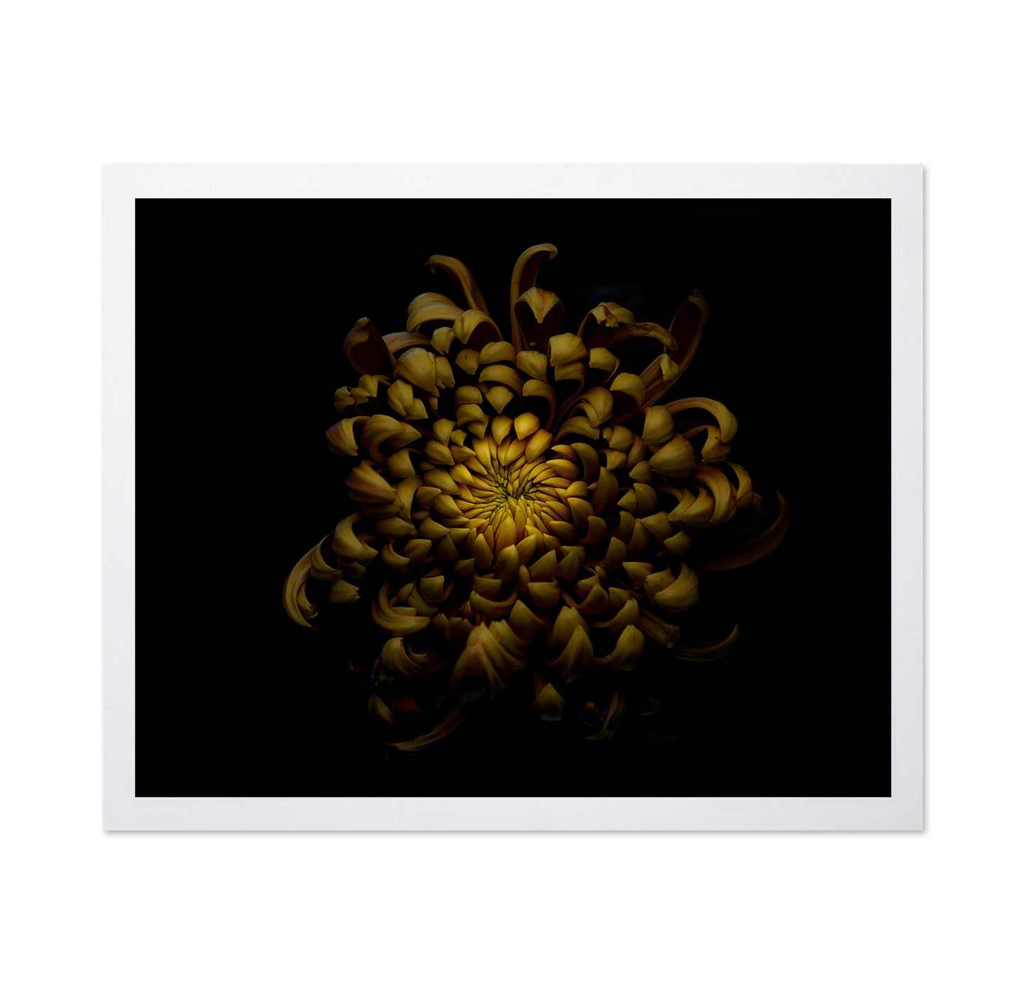 Chrysanthemum
