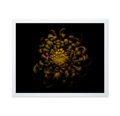Chrysanthemum