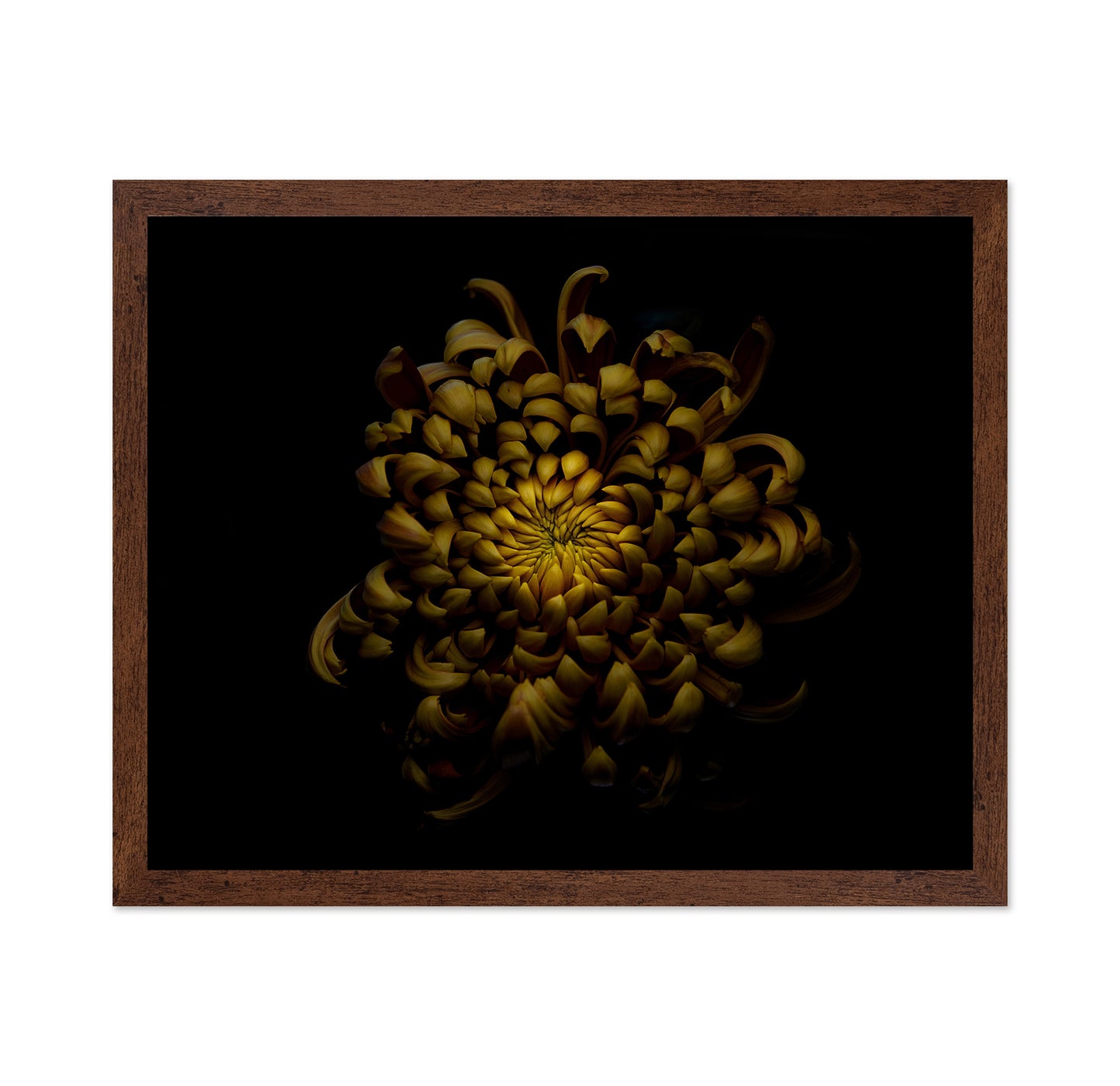 Chrysanthemum