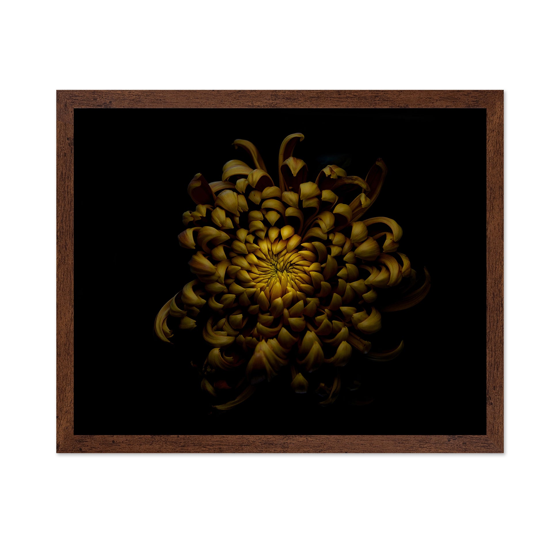 Chrysanthemum