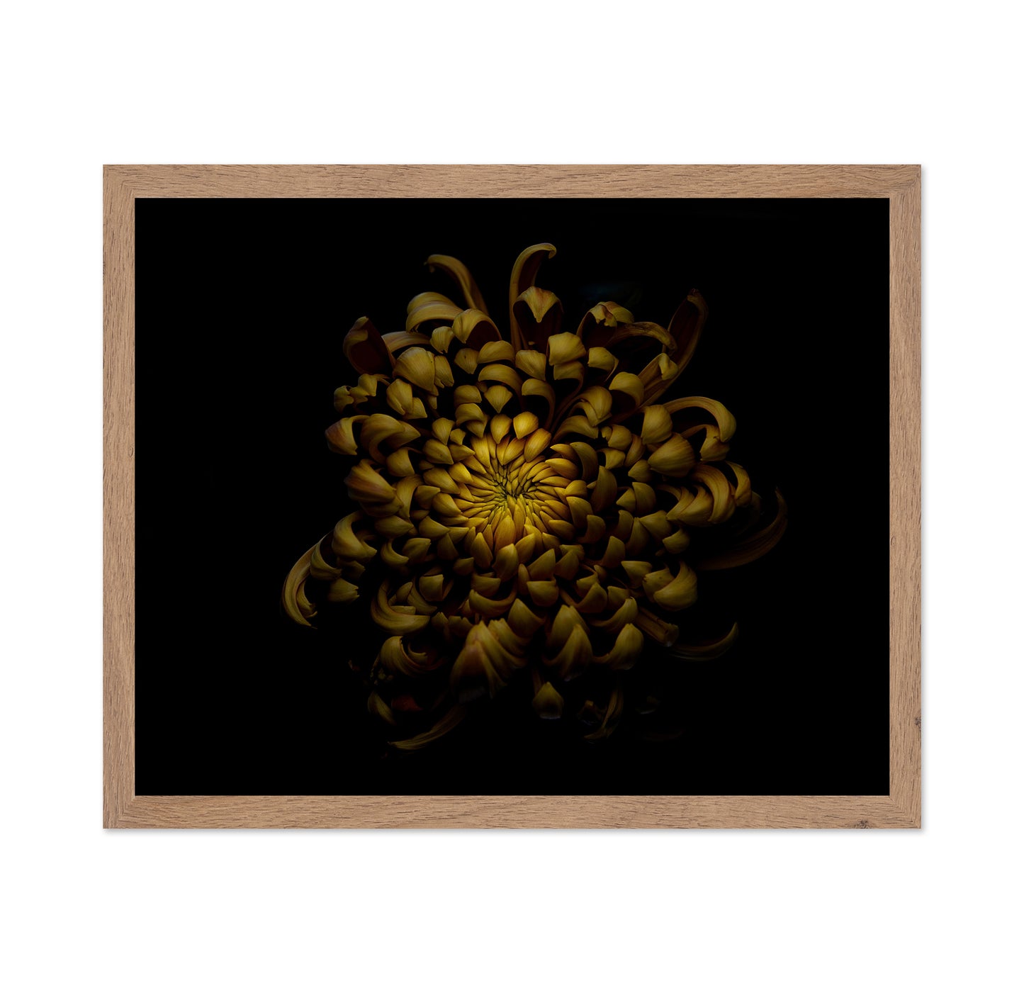 Chrysanthemum