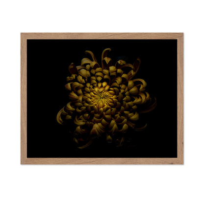 Chrysanthemum