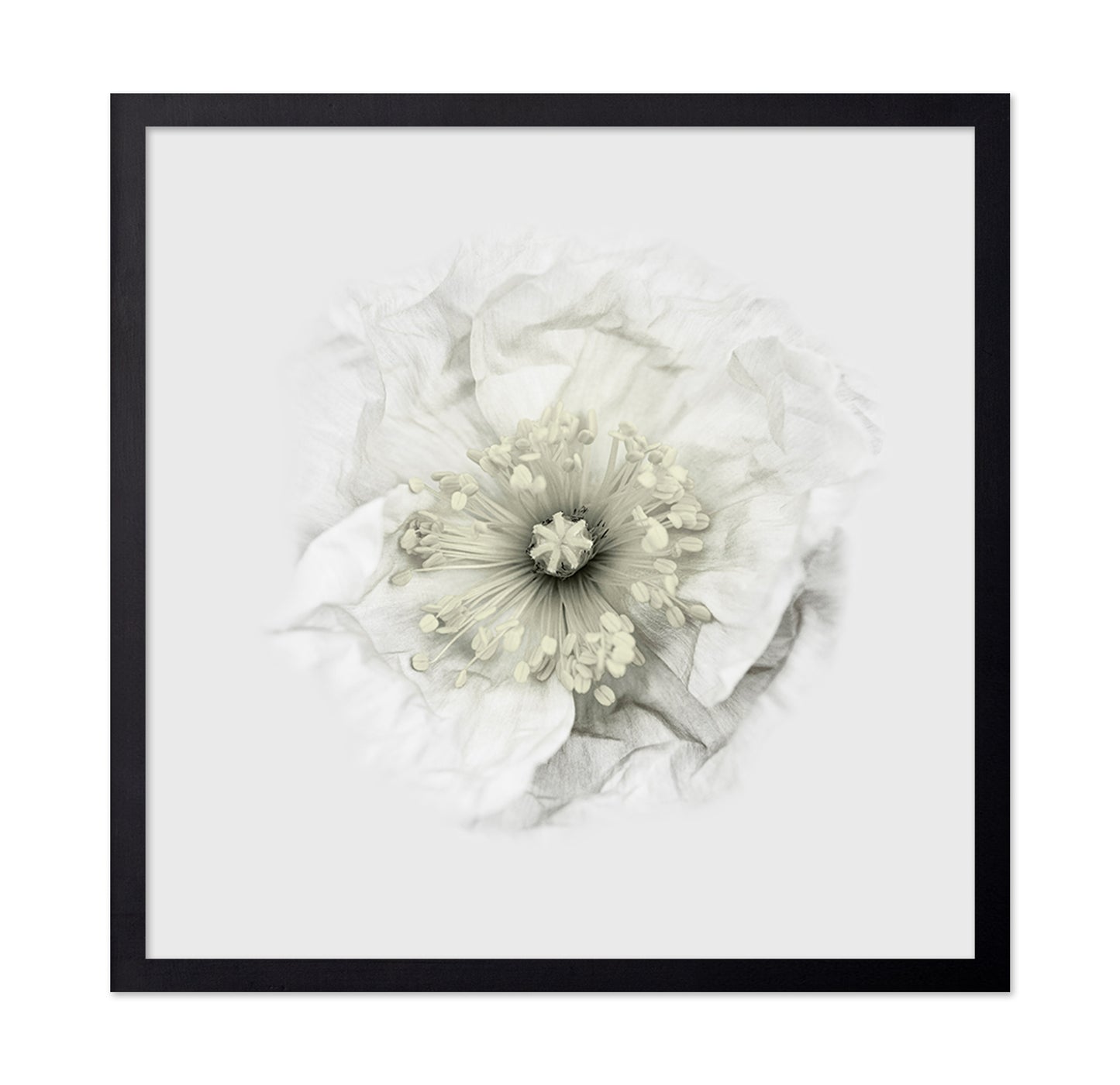 Yet Another Poppy