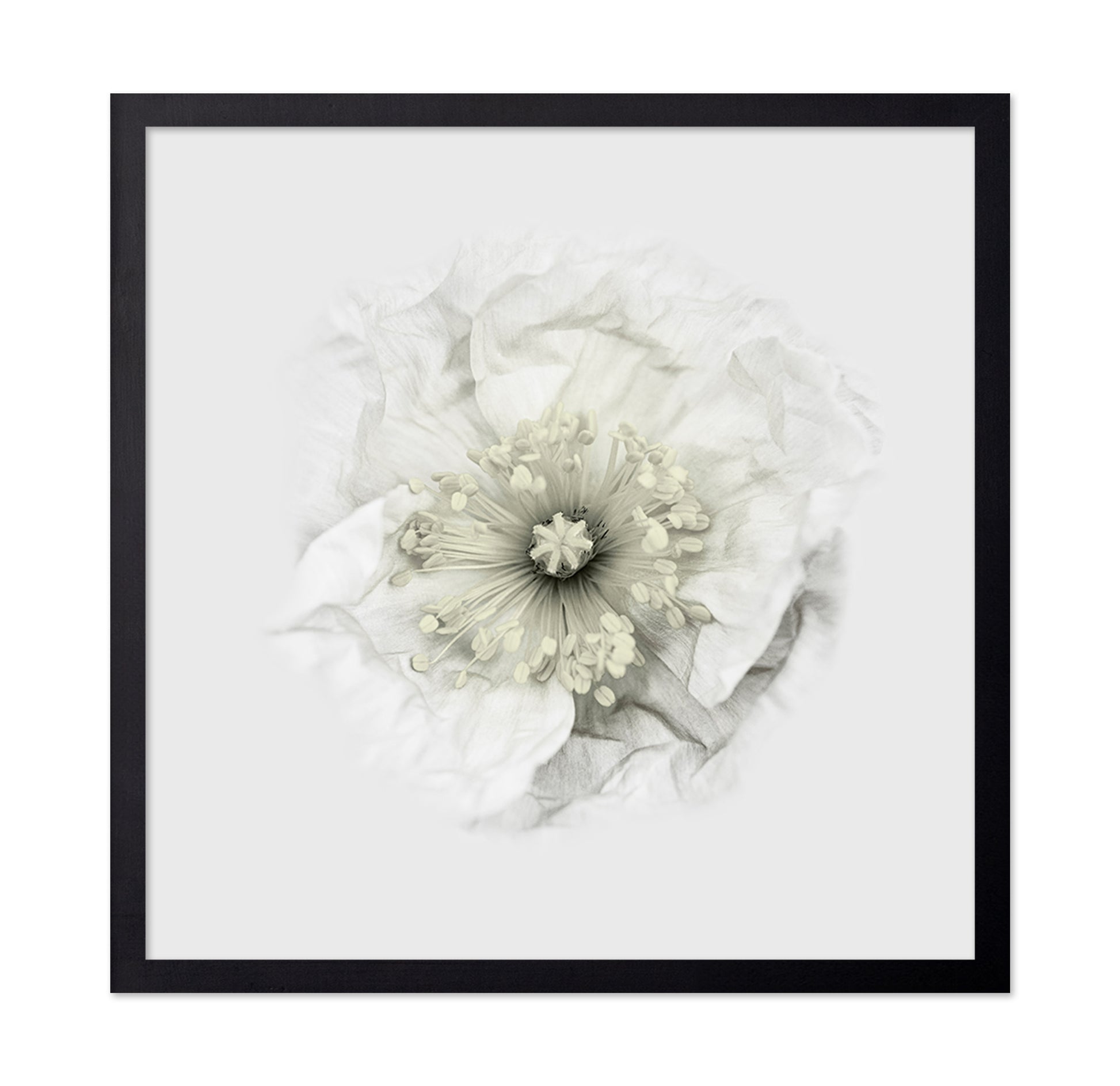 Yet Another Poppy
