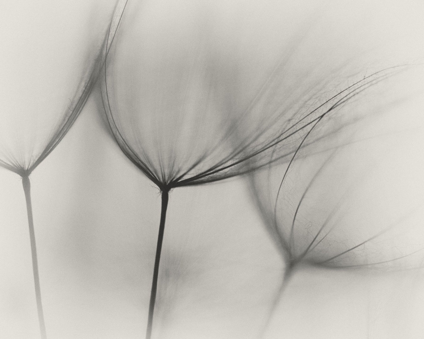 Tragopogon No 2
