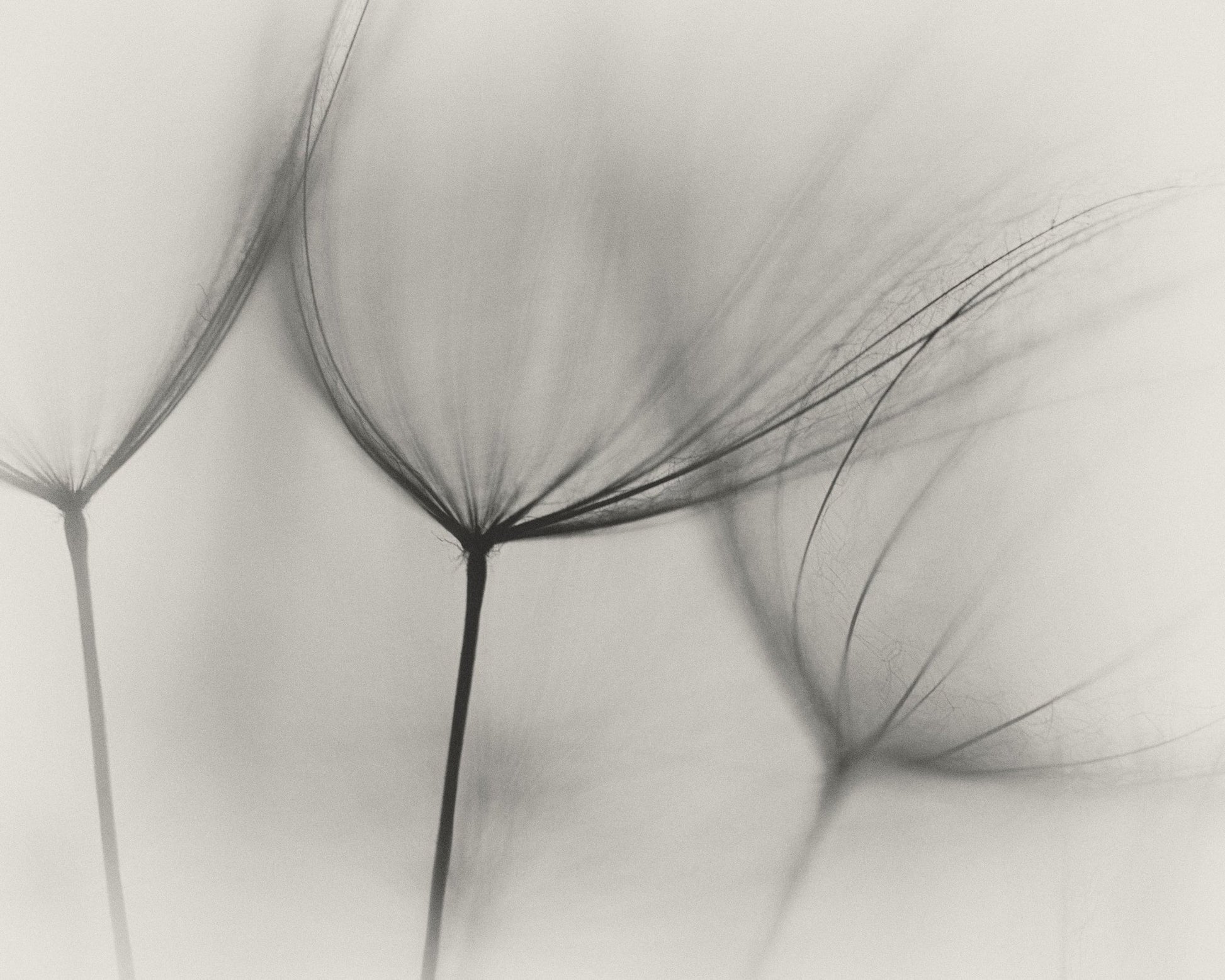 Tragopogon No 2