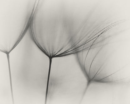 Tragopogon No 2