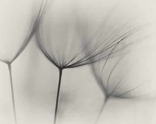 Tragopogon No 2