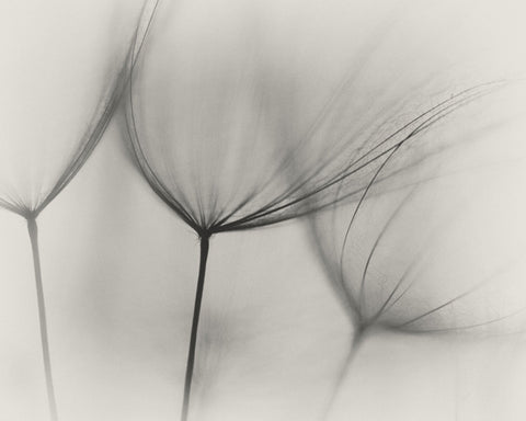 Tragopogon No 2