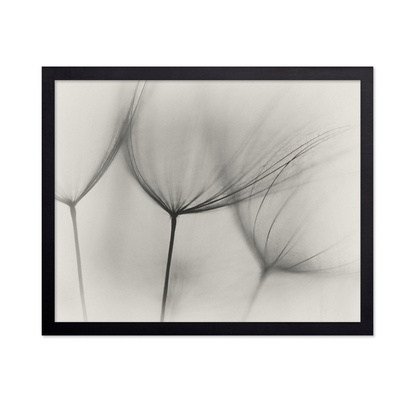 Tragopogon No 2
