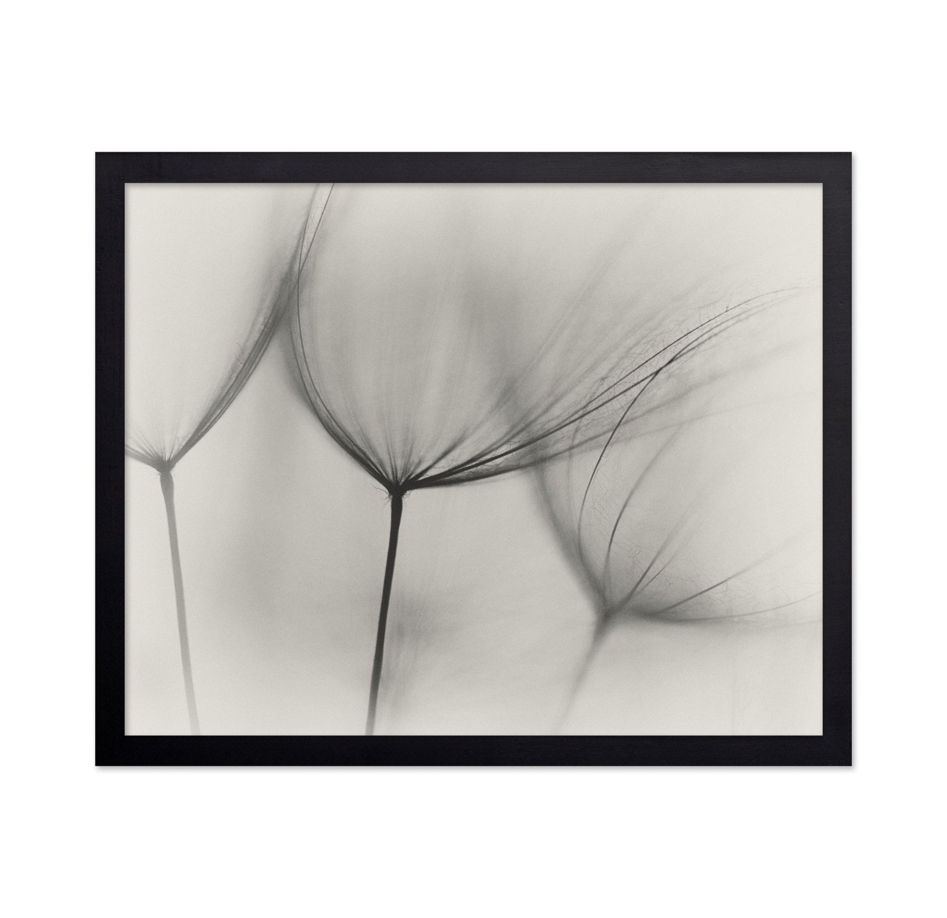 Tragopogon No 2