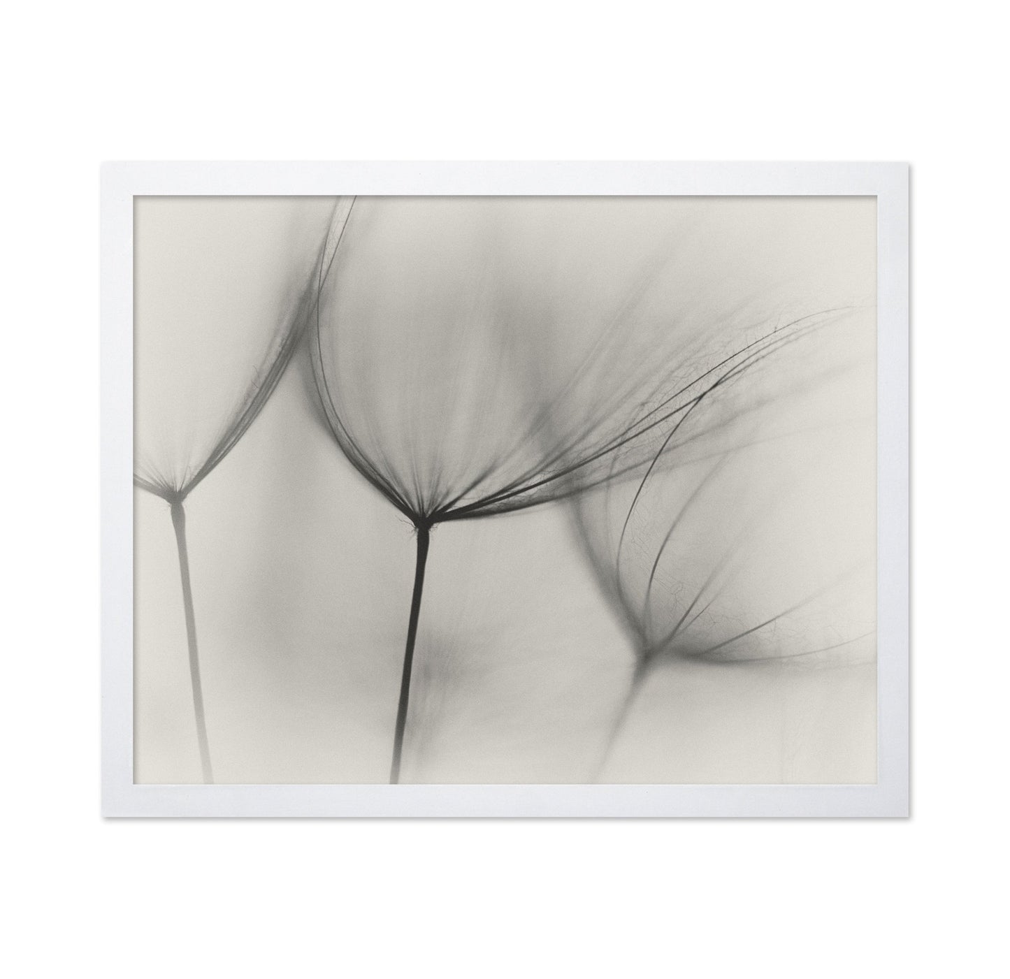 Tragopogon No 2